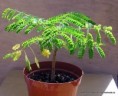 Delonix regia podruhé